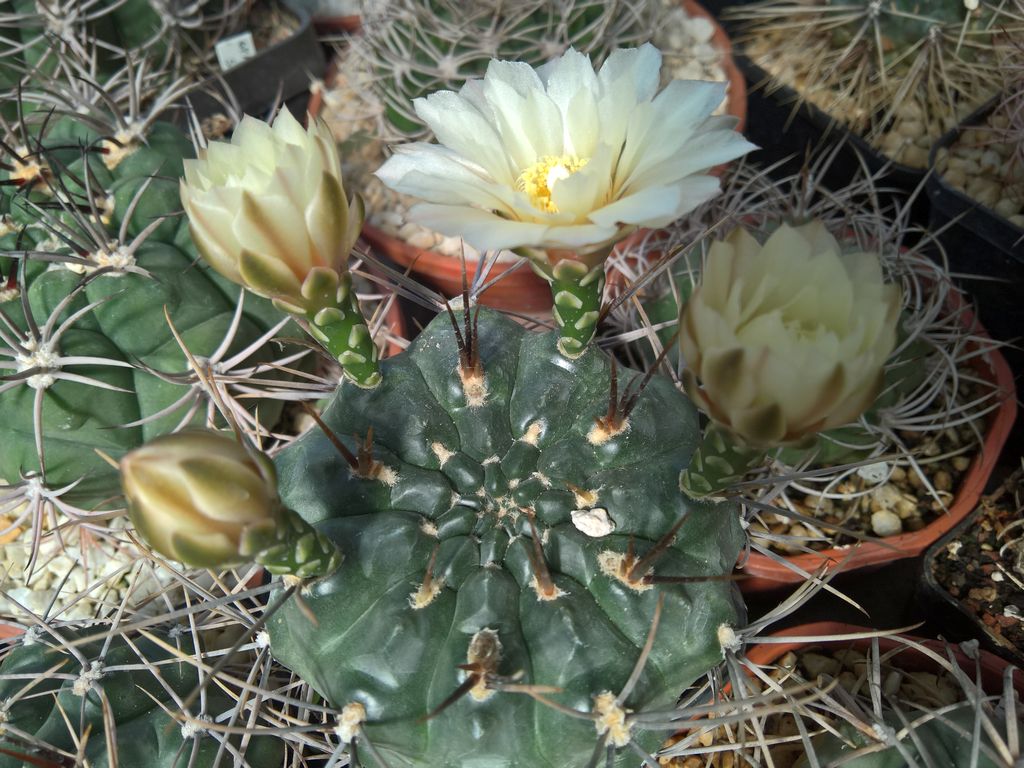 Gymnocalycium gibbosum